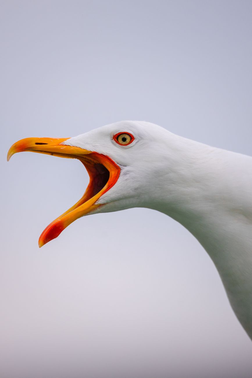 seagull with open beak